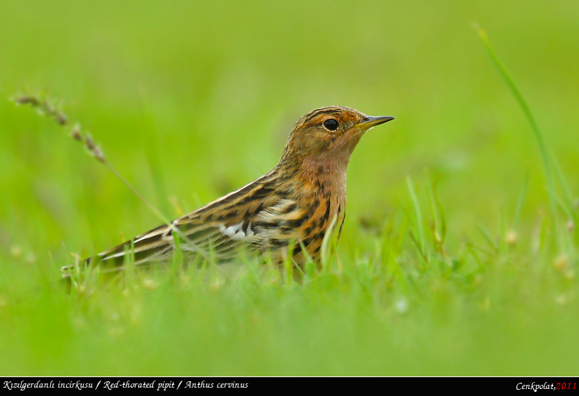 Red-throated Pipit